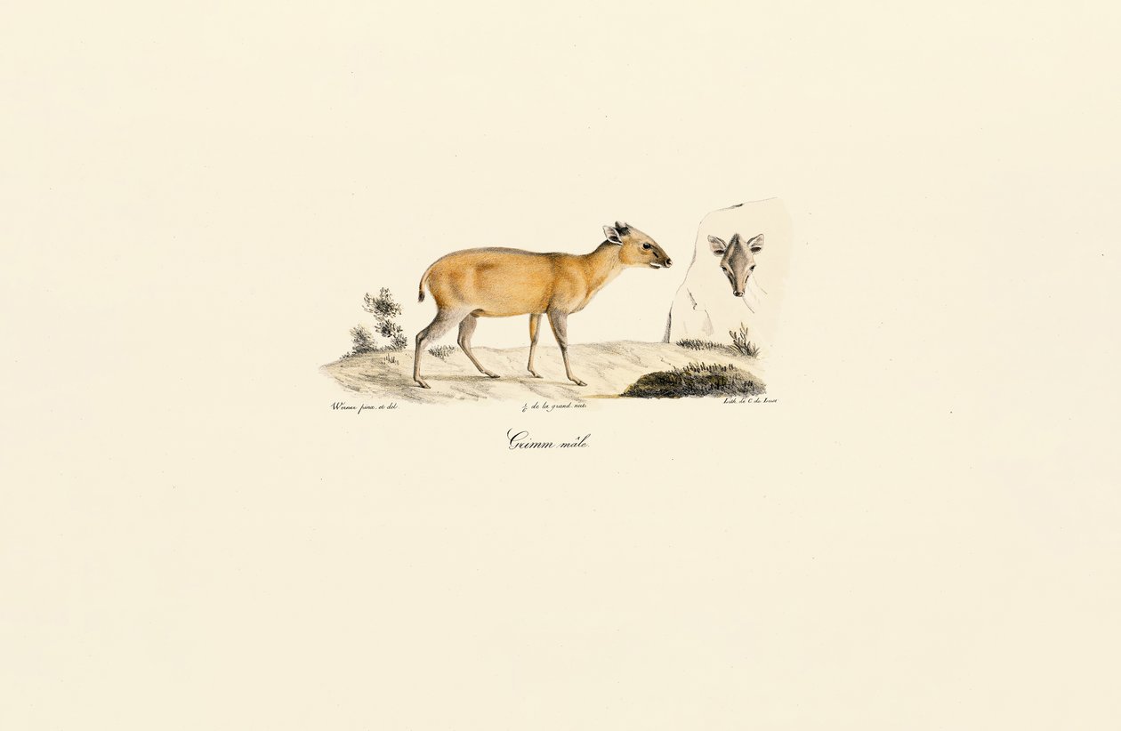 Specie di cervi sudamericani da Jacques Christophe Werner