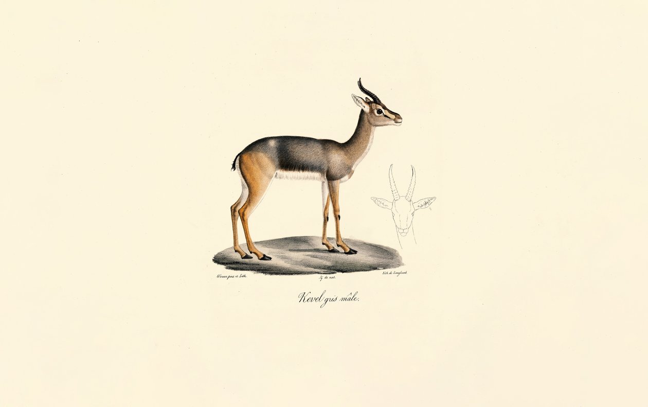 Cannaiola meridionale (antilope di Révebi, maschio) da Jacques Christophe Werner