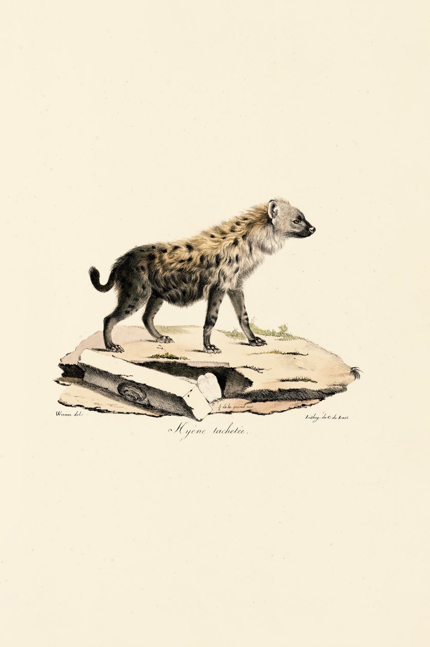 Iena maculata da Jacques Christophe Werner