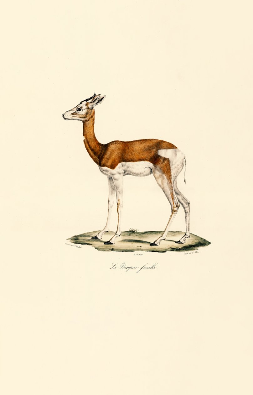 Springbok (femmina) da Jacques Christophe Werner