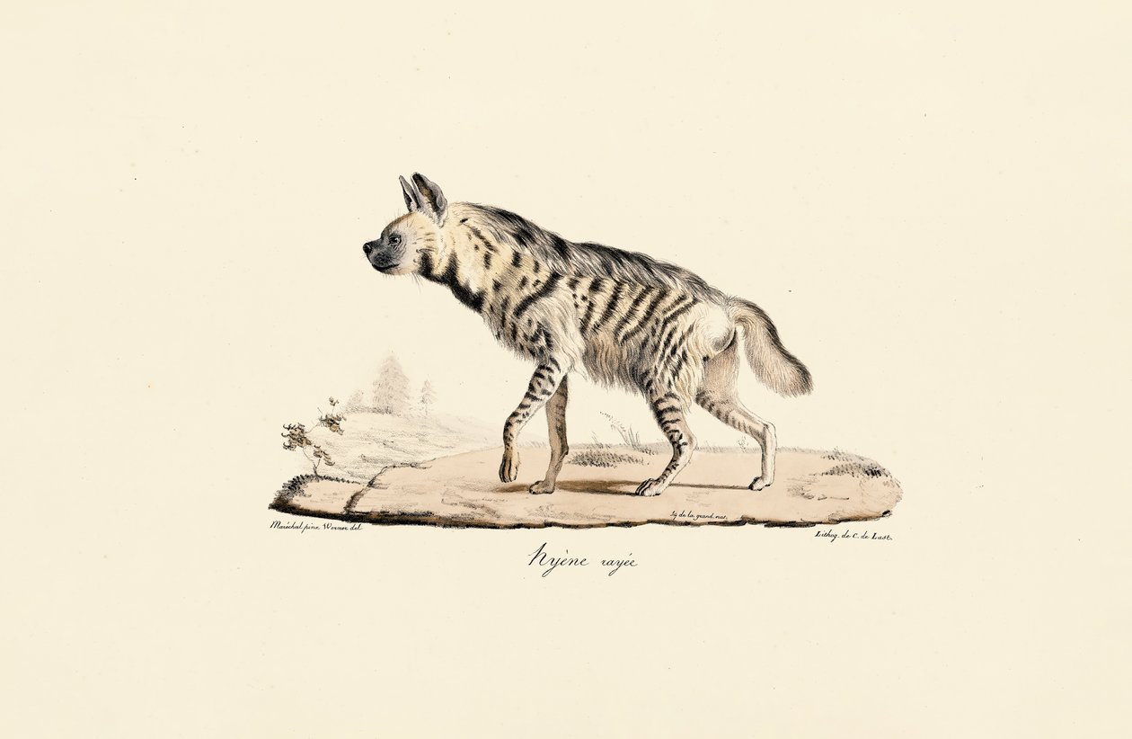 Iena striata da Jacques Christophe Werner