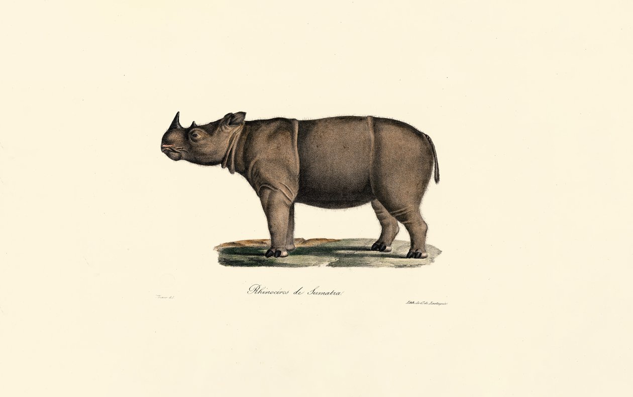 Rinoceronte di Sumatra da Jacques Christophe Werner