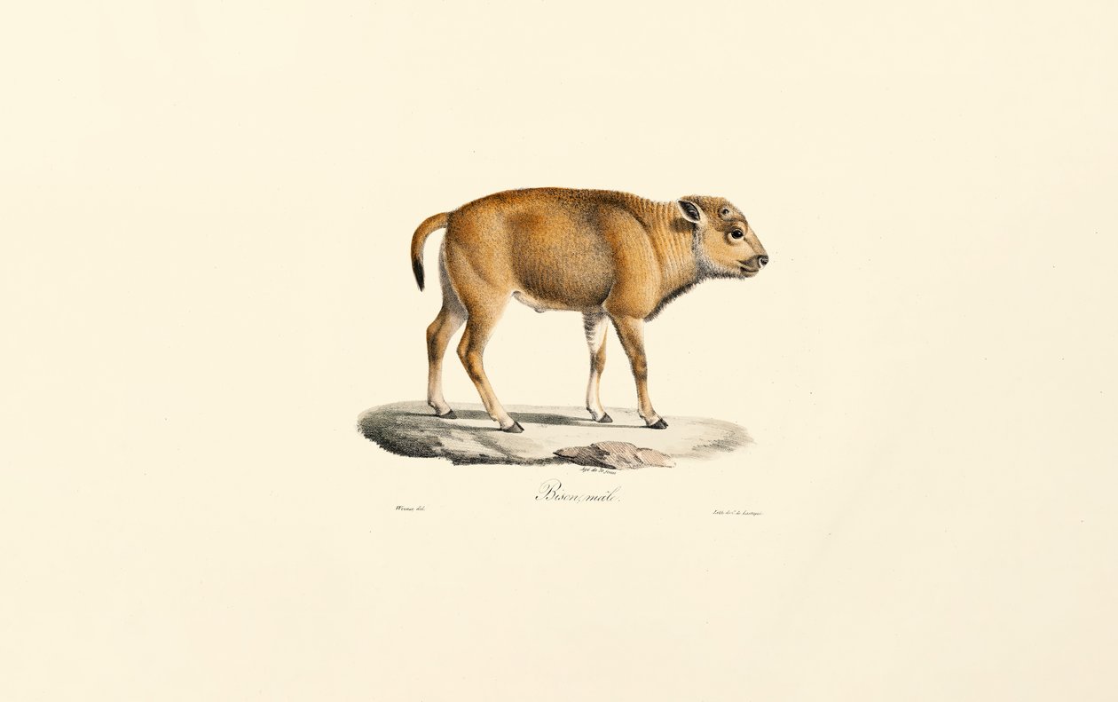 Takin (Budorcas taxicolor) da Jacques Christophe Werner