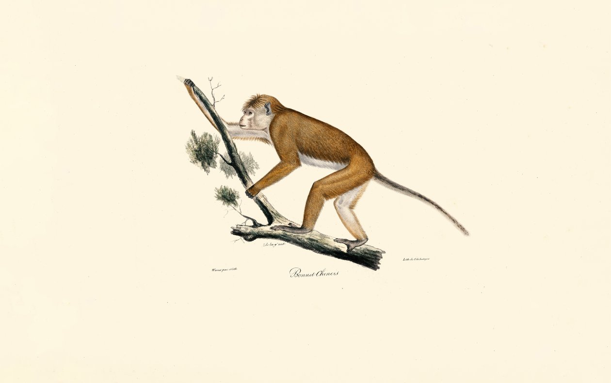  da Jacques Christophe Werner
