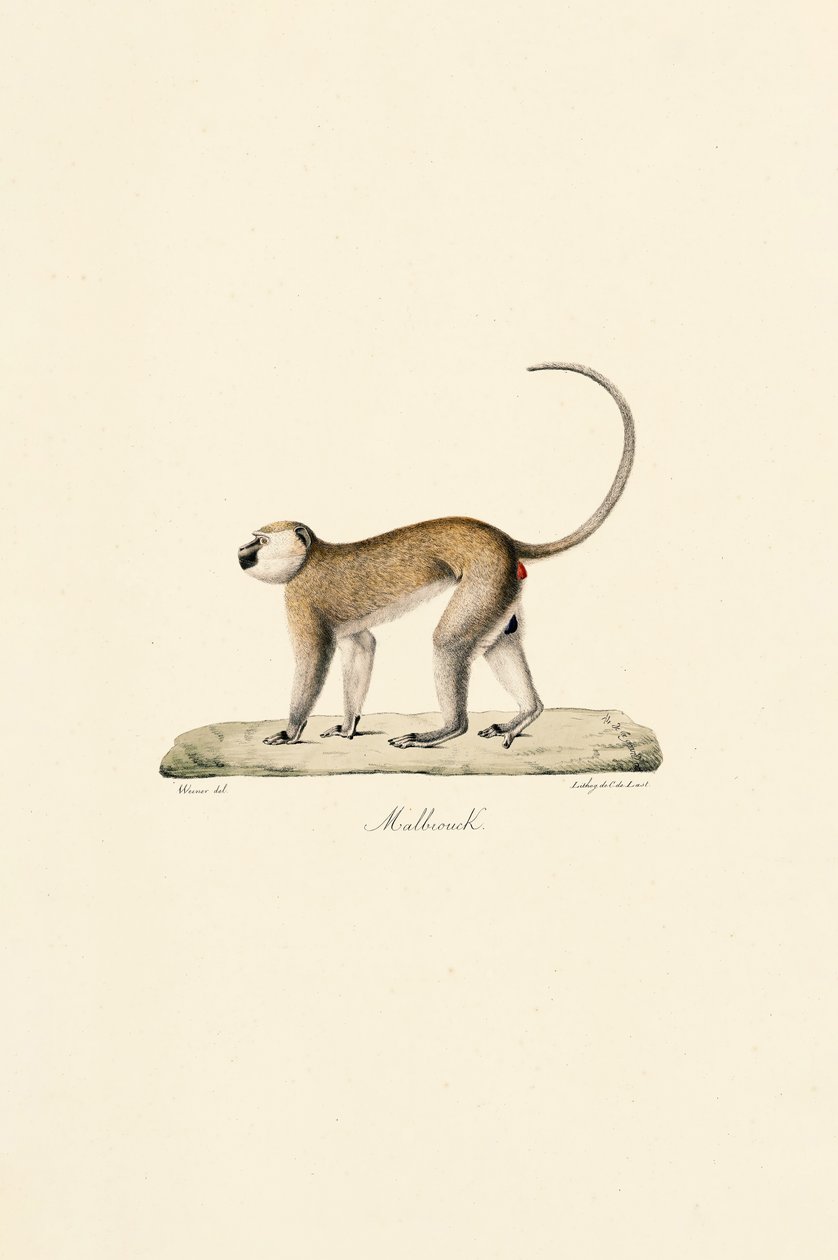 Scimmia Vervet (Malbrouck) da Jacques Christophe Werner