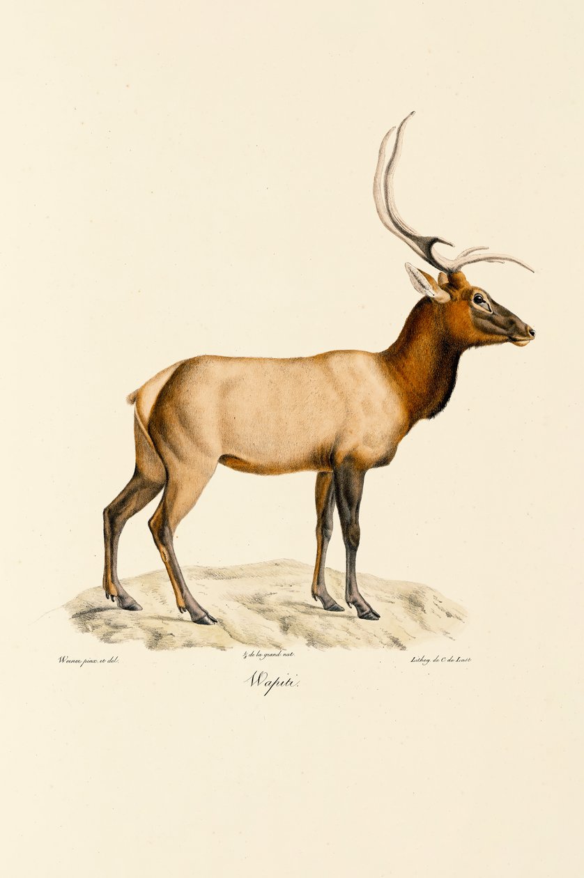 Wapiti da Jacques Christophe Werner