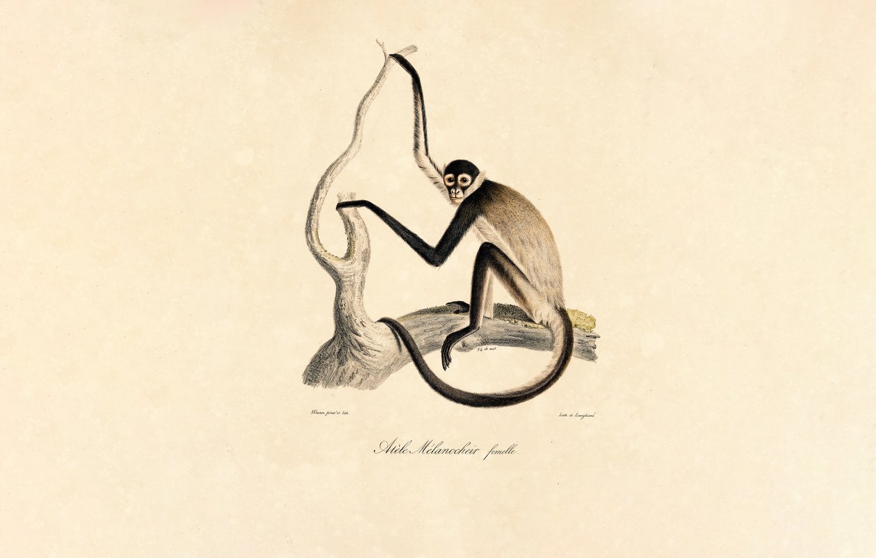  da Jacques Christophe Werner