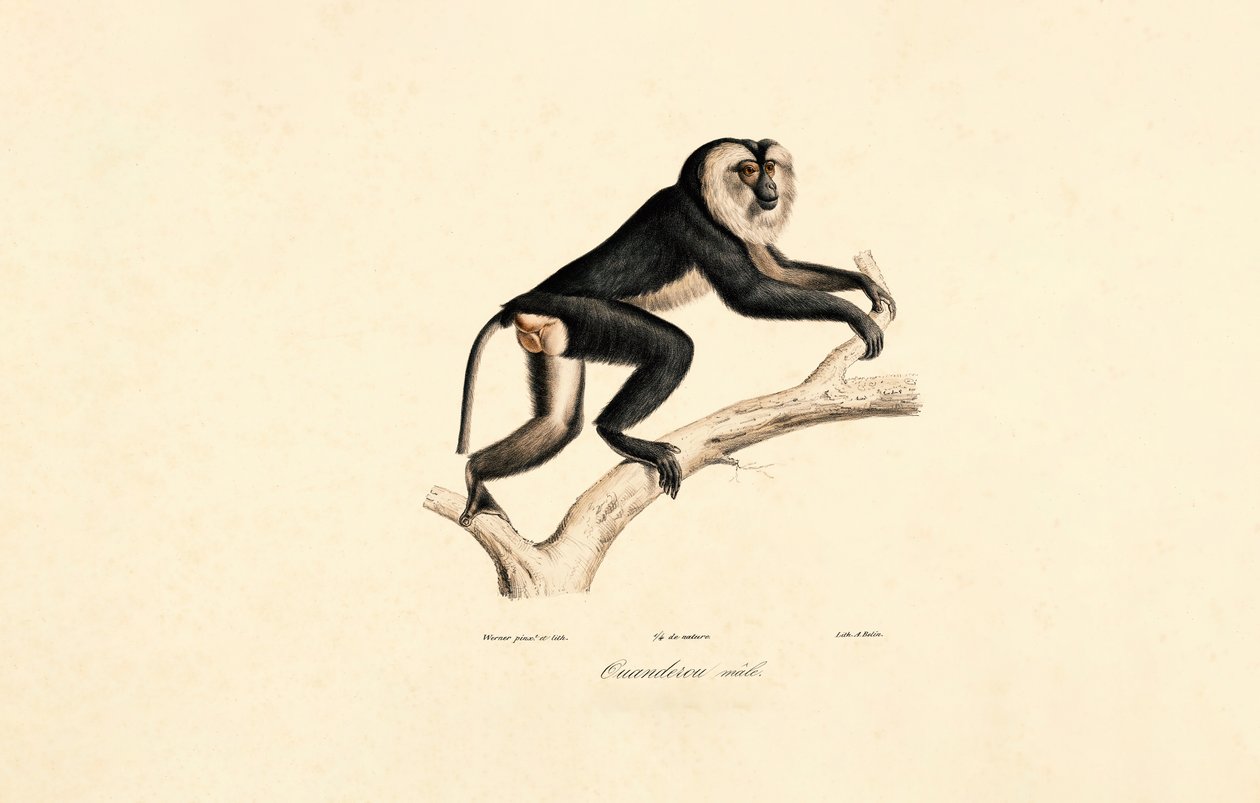 Mangabey dal collare bianco (maschio) da Jacques Christophe Werner