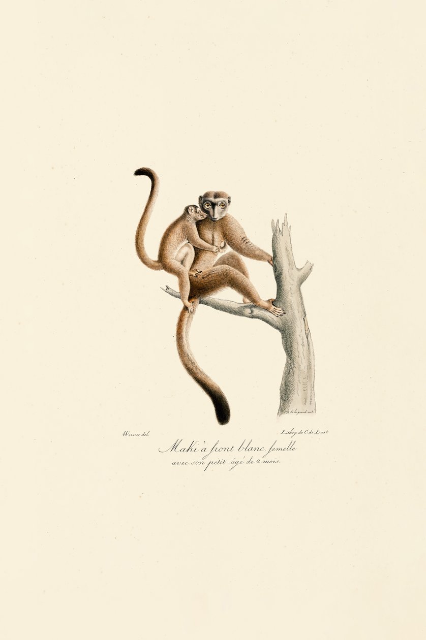 Mangabey dal ciuffo bianco con piccoli da Jacques Christophe Werner