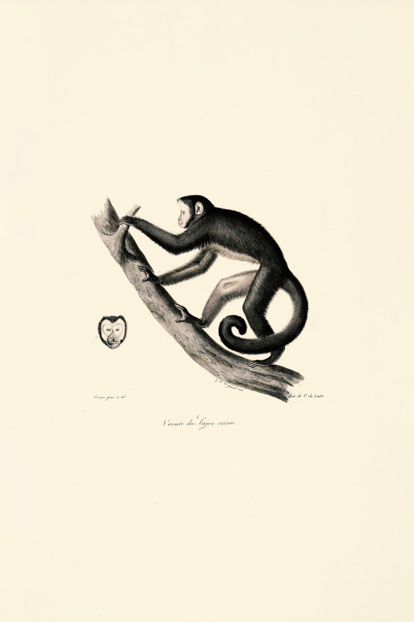 Scimmia ragno dalla fronte bianca da Jacques Christophe Werner