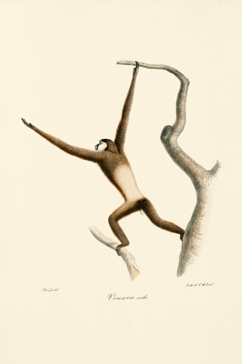  da Jacques Christophe Werner