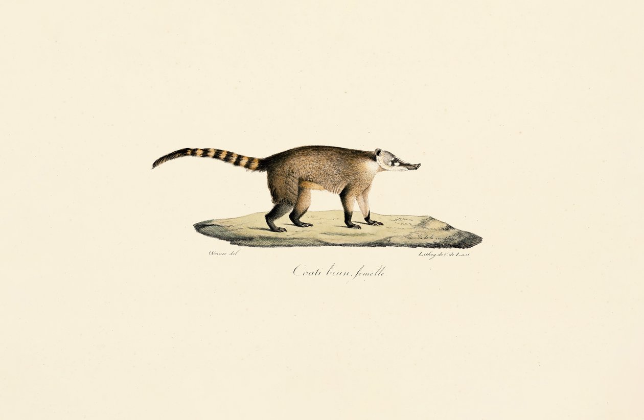 Coati dal naso bianco (femmina) da Jacques Christophe Werner