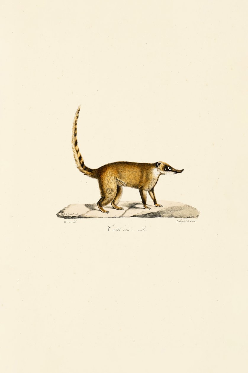 Coati dal naso bianco (maschio) da Jacques Christophe Werner