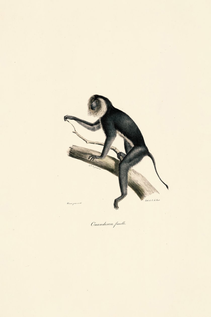 Uistitì dalle spalle bianche (femmina) da Jacques Christophe Werner