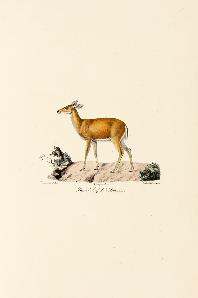 Cervo dalla coda bianca da Jacques Christophe Werner