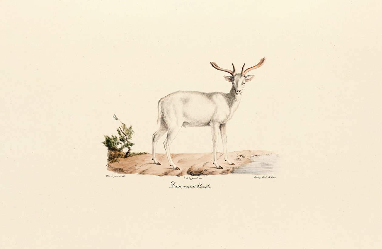 Variante daino bianco da Jacques Christophe Werner