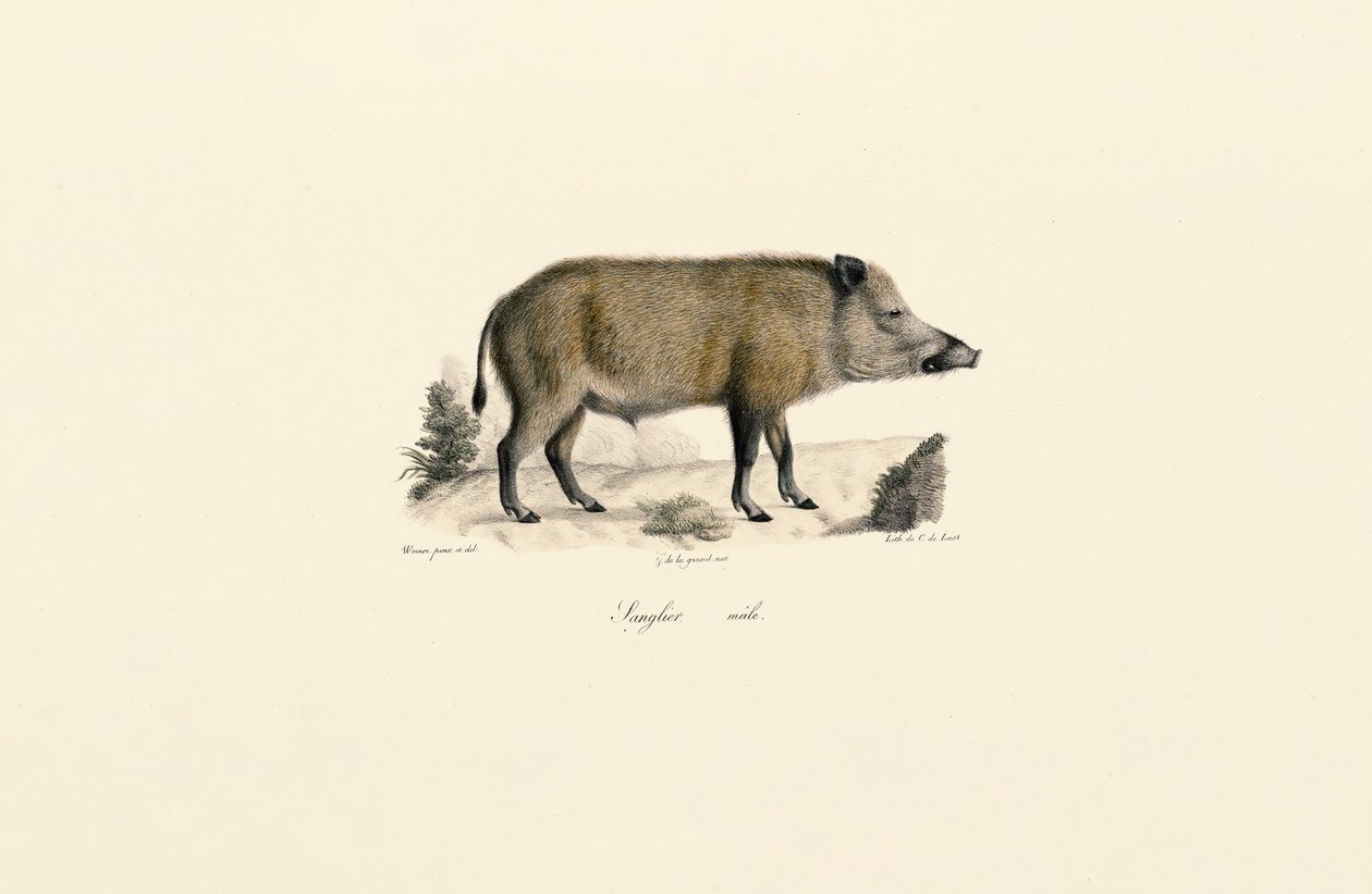 Cinghiale da Jacques Christophe Werner