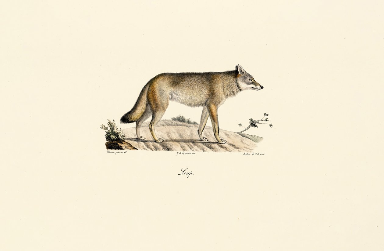 Lupo (Canis lupus) da Jacques Christophe Werner