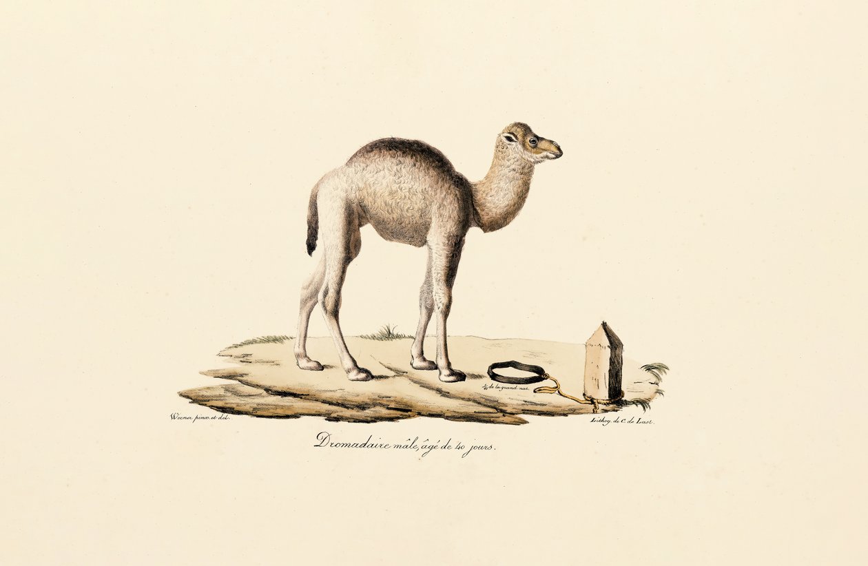 Giovane cammello dromedario da Jacques Christophe Werner
