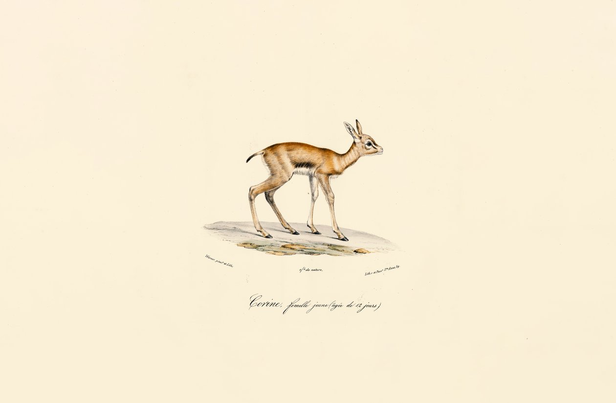 Giovane femmina di Blackbuck da Jacques Christophe Werner