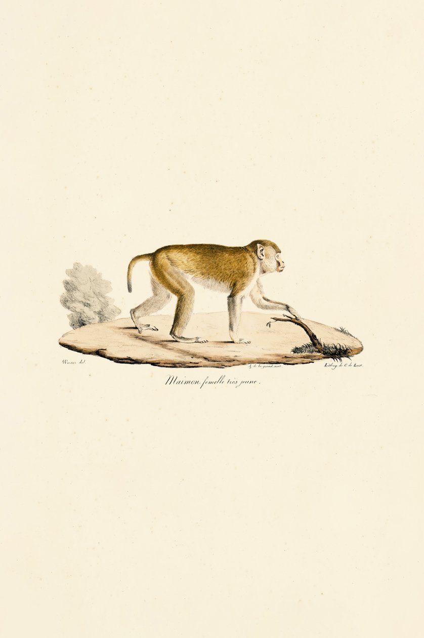  da Jacques Christophe Werner