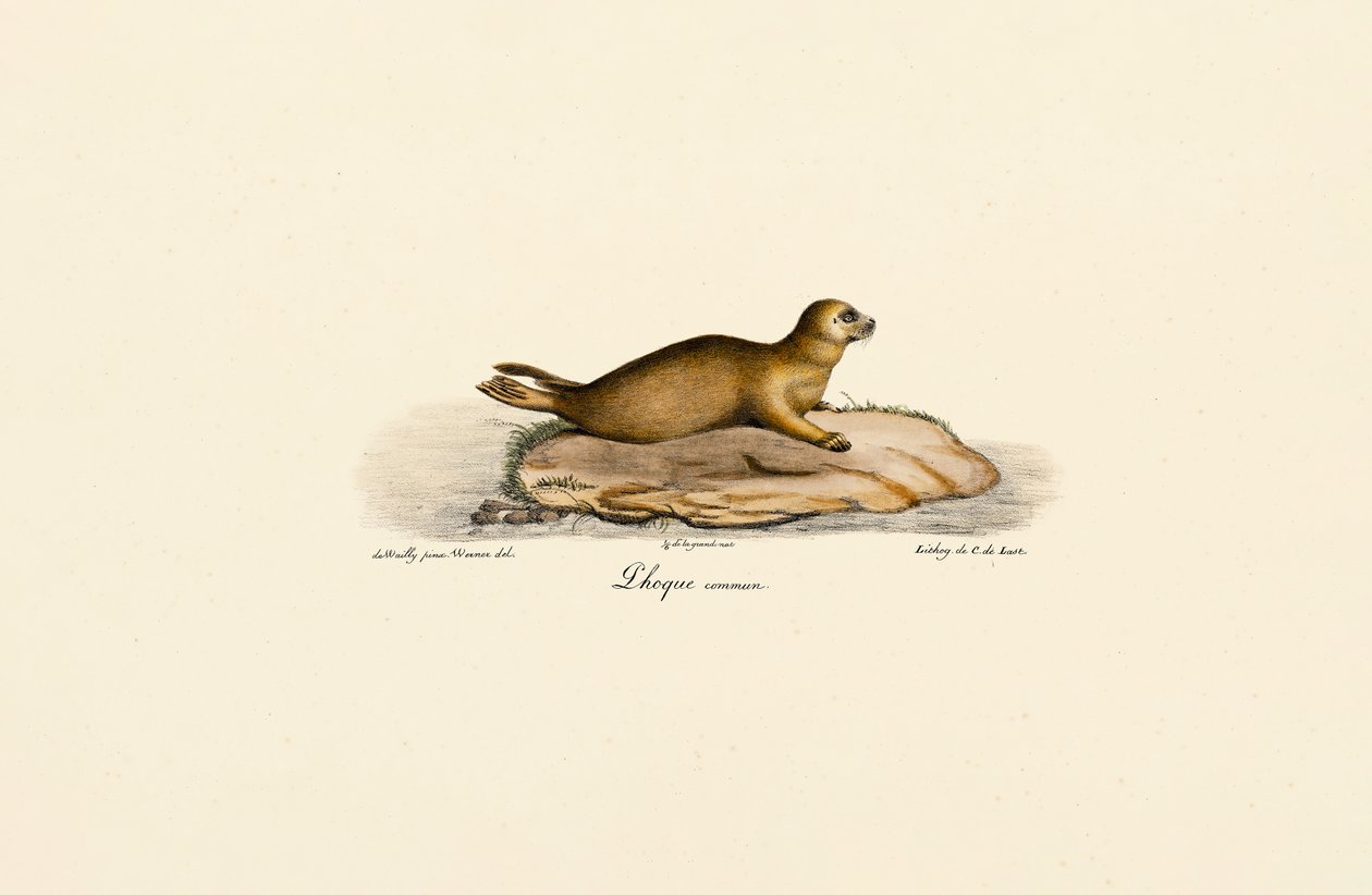 Giovane foca di porto da Jacques Christophe Werner