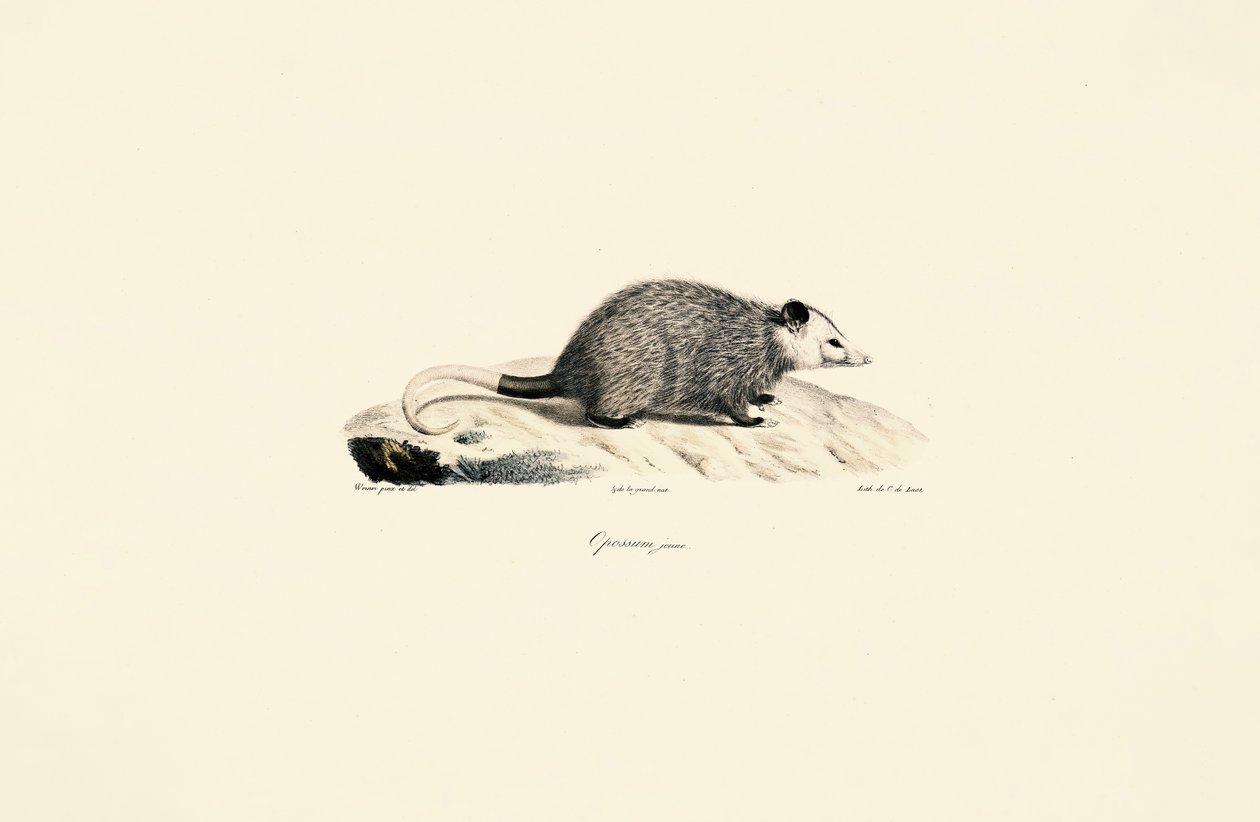 Giovane Opossum da Jacques Christophe Werner