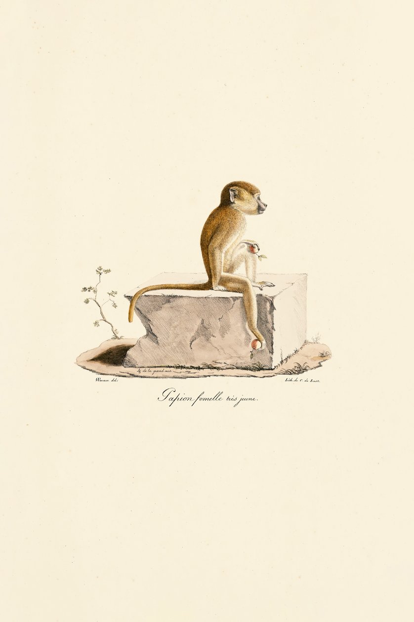  da Jacques Christophe Werner