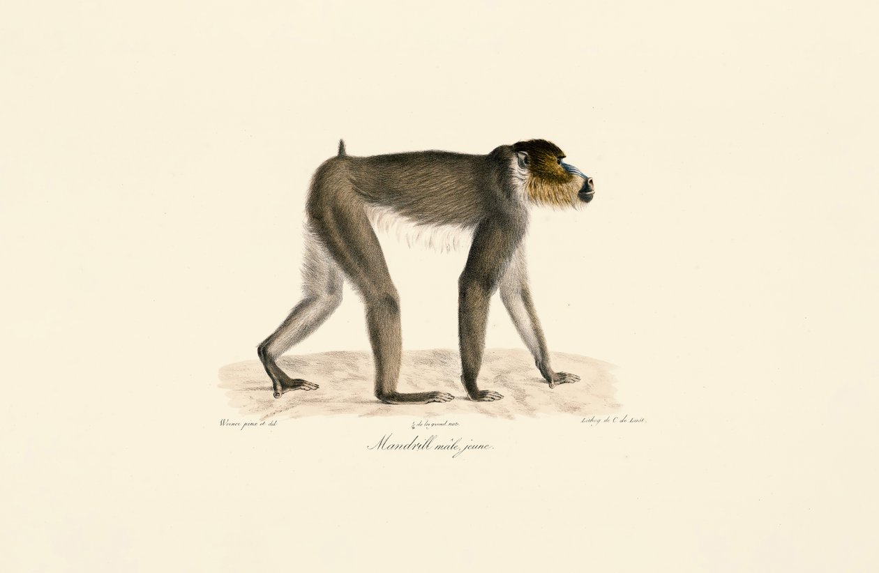  da Jacques Christophe Werner