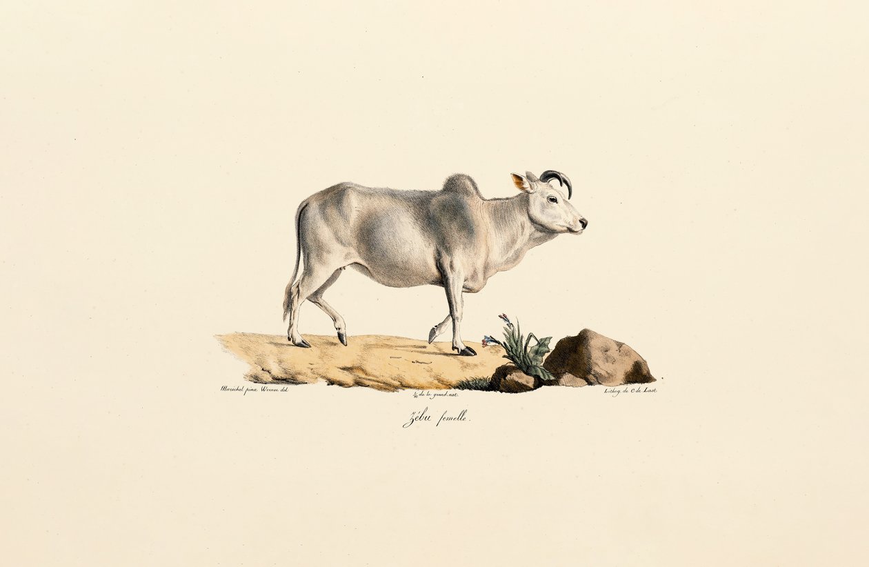 Zebù femmina da Jacques Christophe Werner