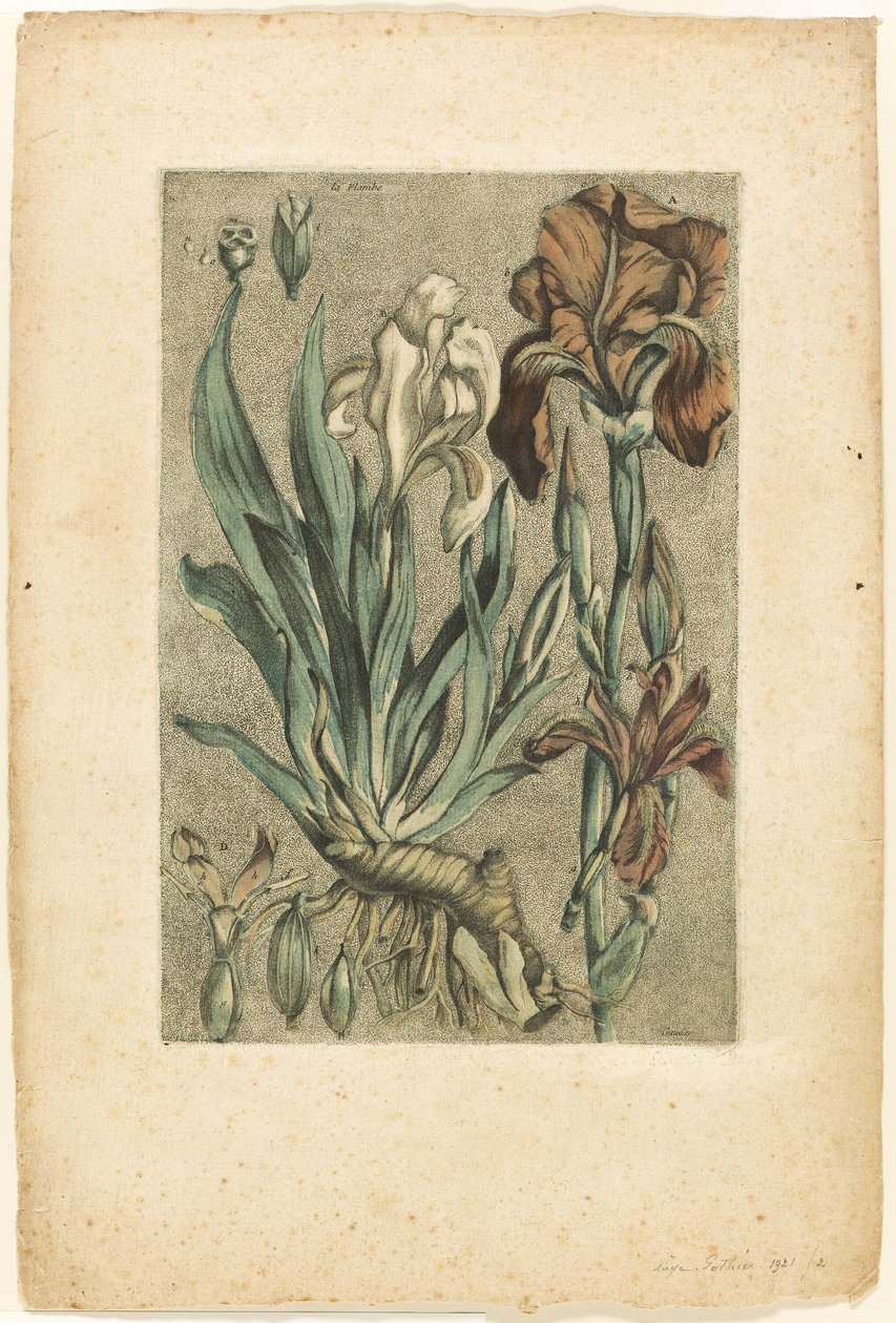 Iris Florentina, da Collection des plantes usuelles, curieuses, et étrangères da Jacques Fabien Gautier d