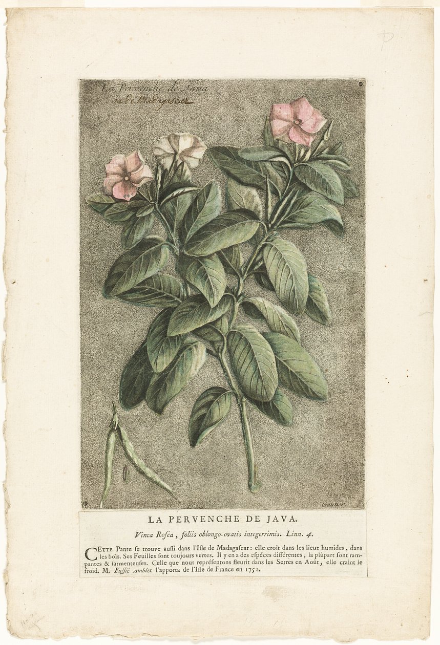 La pervinca di Giava, da Collezione di piante usuali, curiose e straniere da Jacques Fabien Gautier d