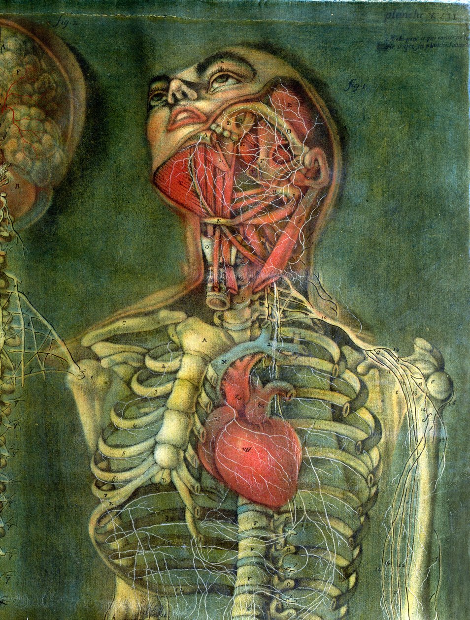 Gola e cuore, tavola da 