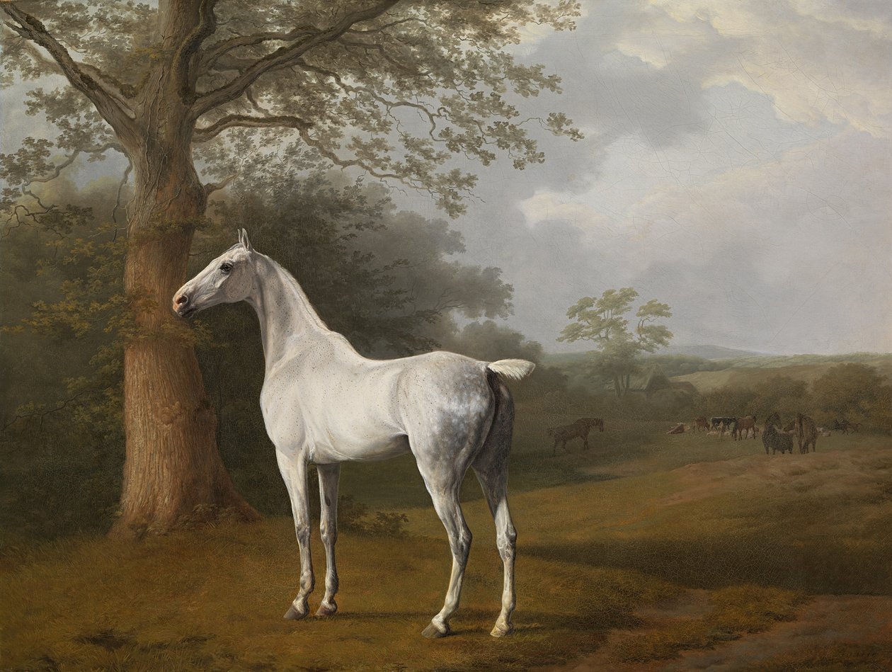 Cavallo grigio nel prato da Jacques Laurent Agasse