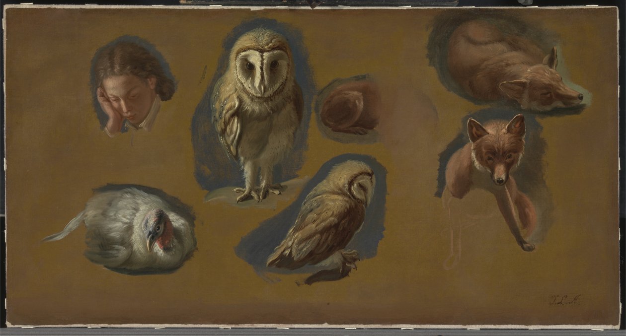 Studi di una Volpe, un Barbagianni, una Pavoncella e la Testa di un Giovane da Jacques Laurent Agasse