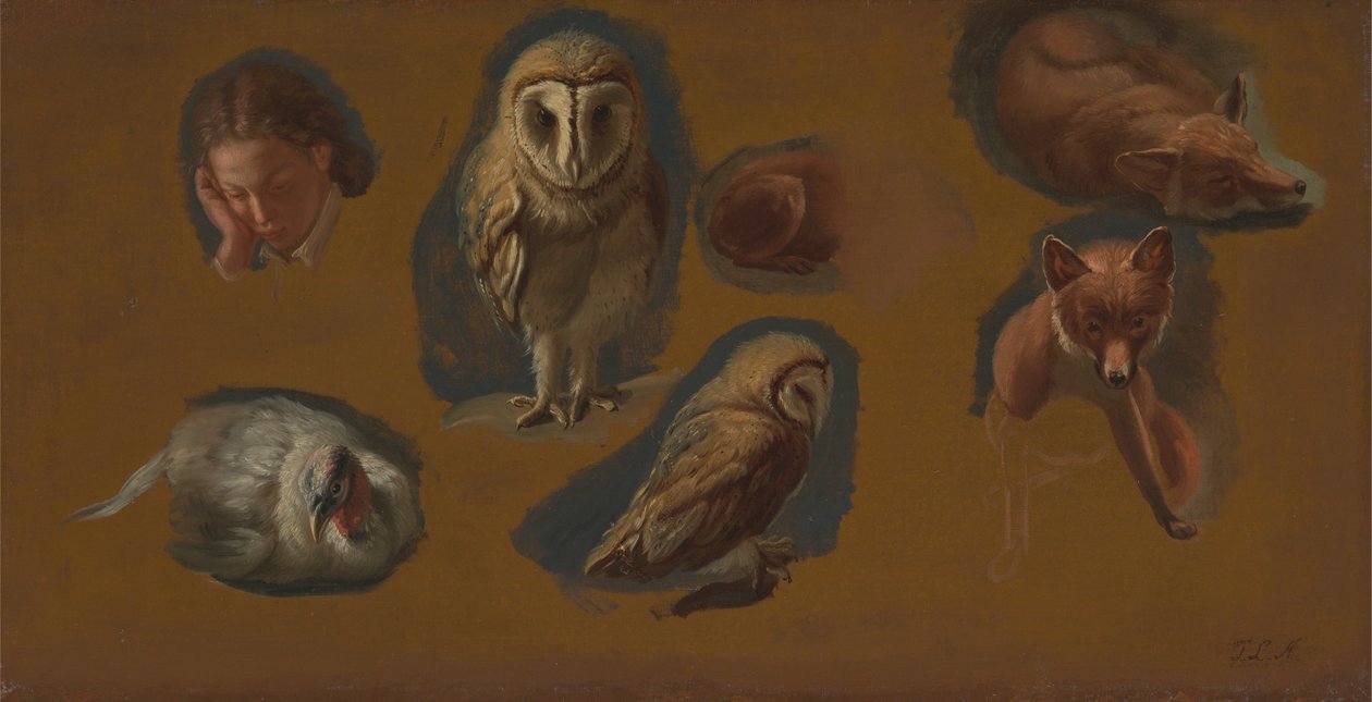 Studi di una volpe, un barbagianni, una pavoncella e la testa di un giovane da Jacques Laurent Agasse