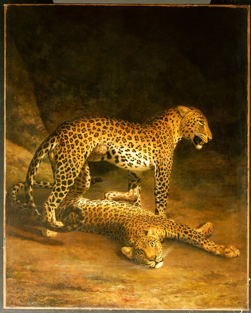 Due leopardi sdraiati all