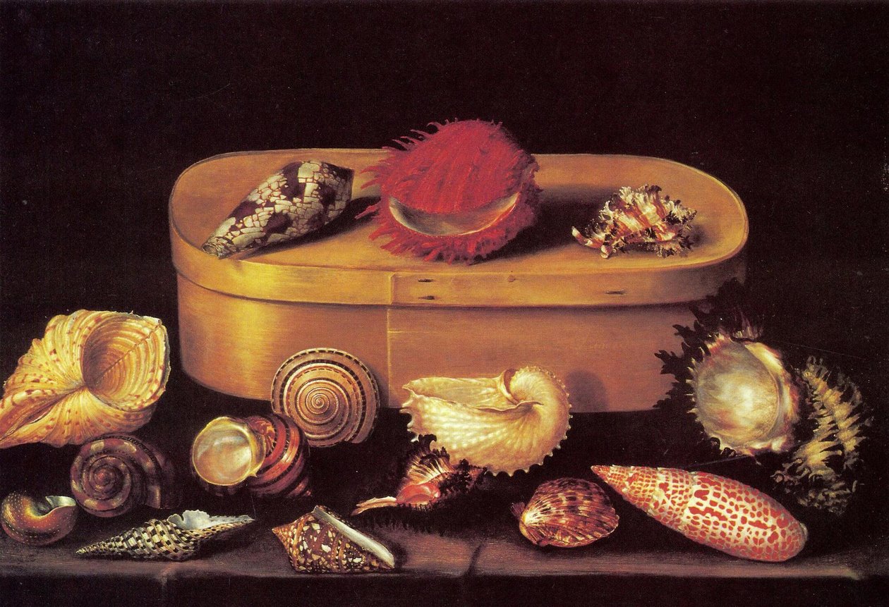 Natura morta con conchiglie da Jacques Linard