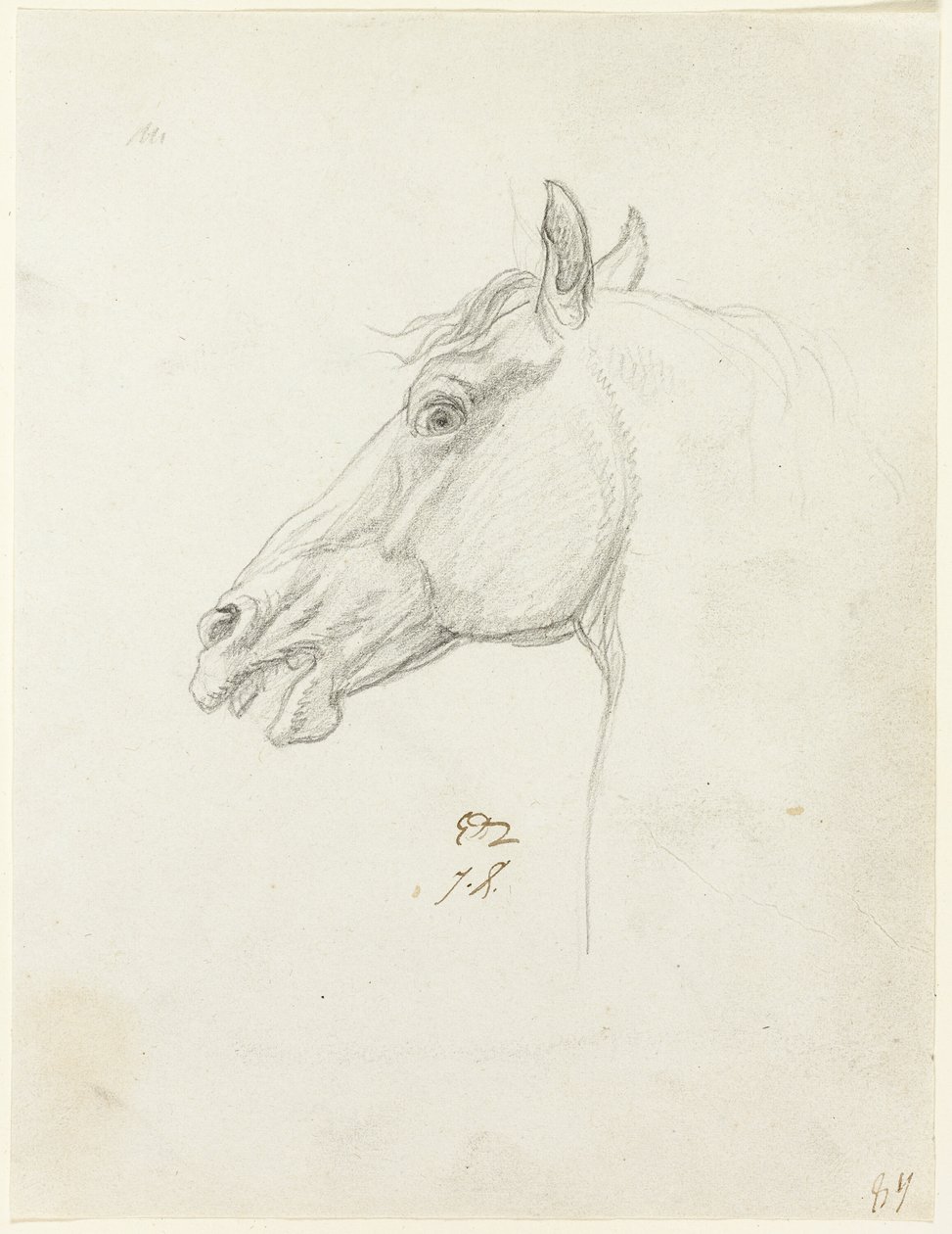 Testa di cavallo da Jacques Louis David