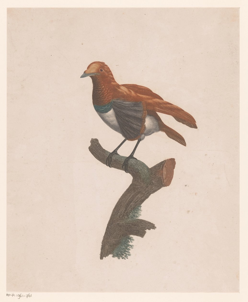 Uccello su un ramo da Jacques Louis Perée