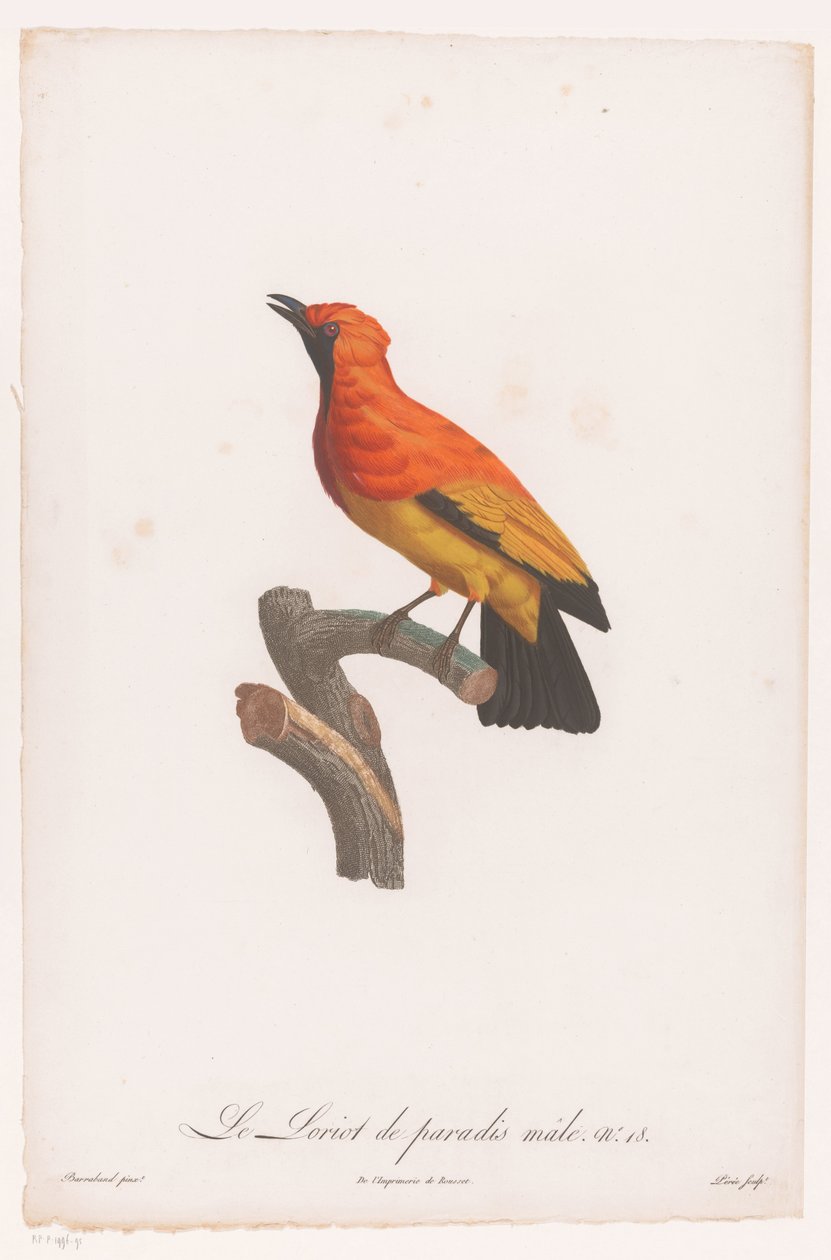 Uccello del paradiso maschio su un ramo da Jacques Louis Perée