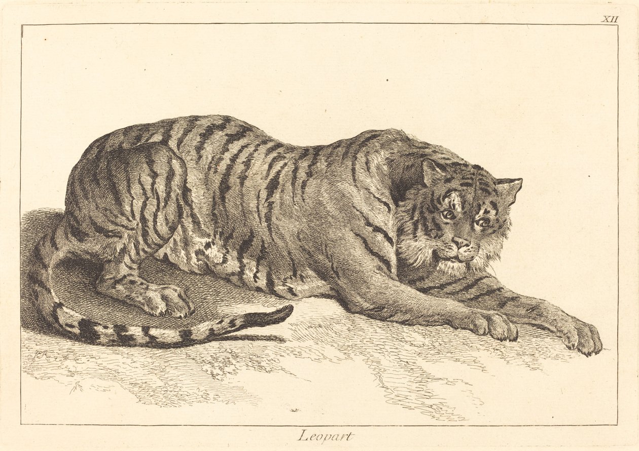 Leopardo o Tigre da Jacques Philippe Le Bas and Jean Eric Rehn after Jean Baptiste Oudry