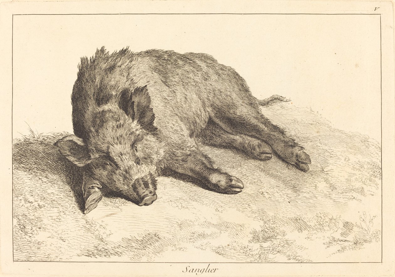 Cinghiale sdraiato, testa a sinistra da Jacques Philippe Le Bas and Jean Eric Rehn after Jean Baptiste Oudry