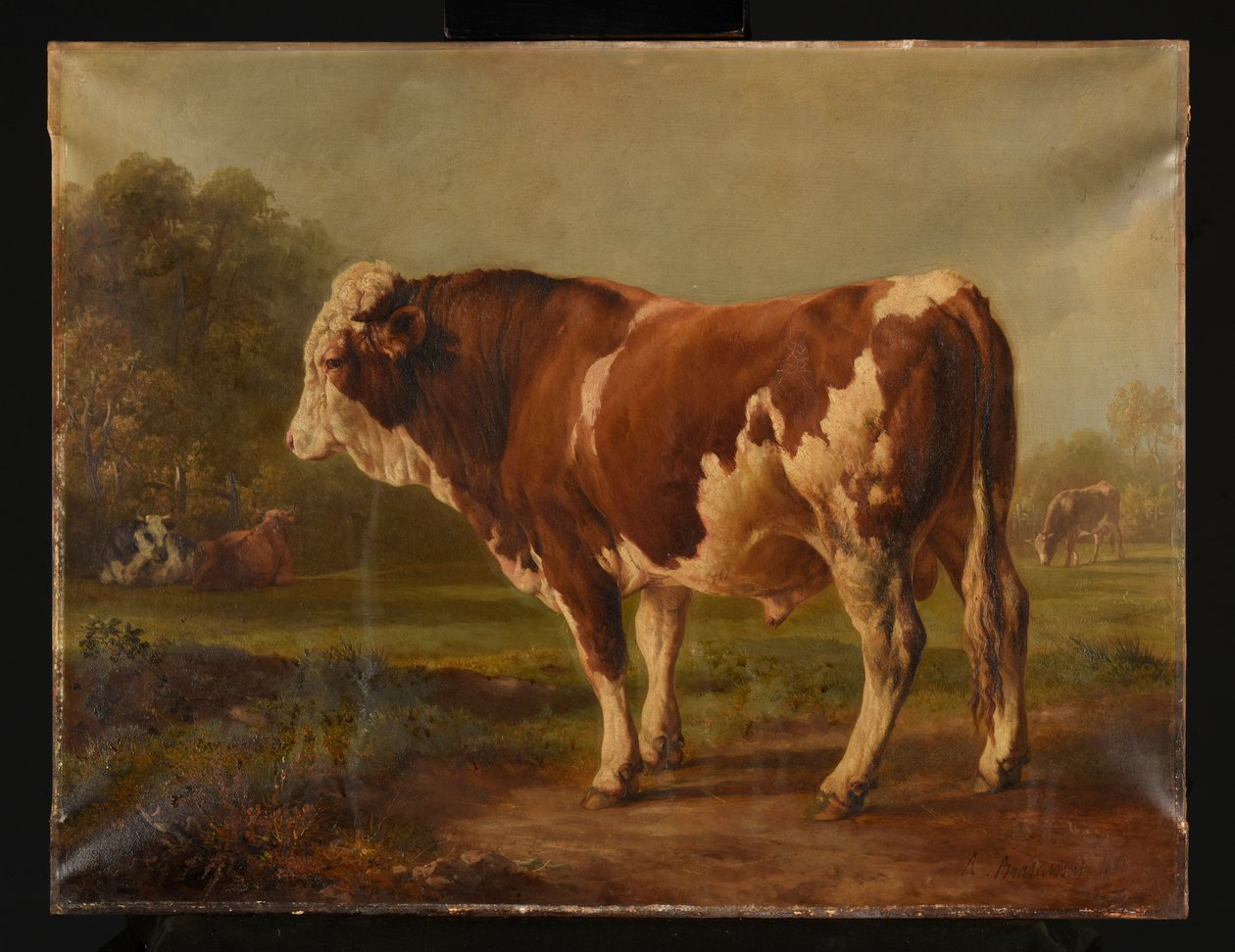 Toro giovane da Jacques Raymond Brascassat