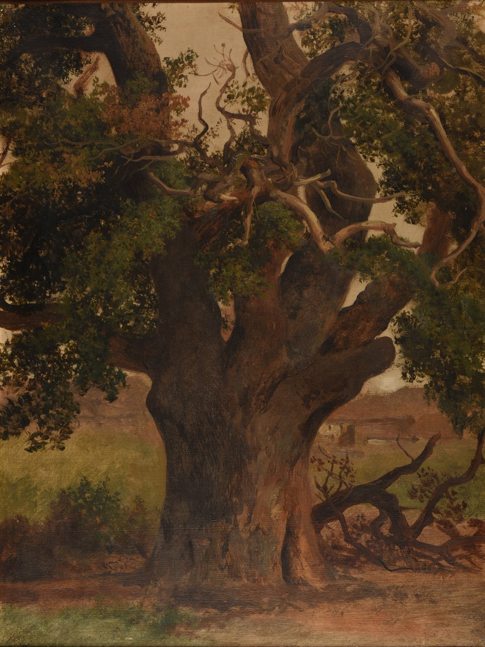 Le Vieux chêne (studio) da Jacques Raymond Brascassat