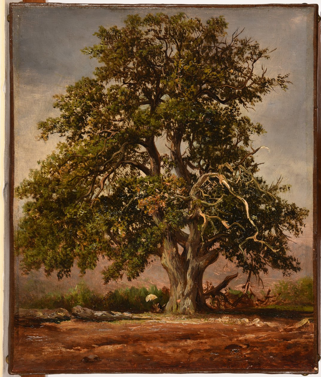 Le Vieux chêne da Jacques Raymond Brascassat