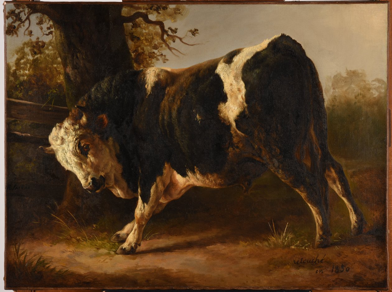 Toro collerico da Jacques Raymond Brascassat