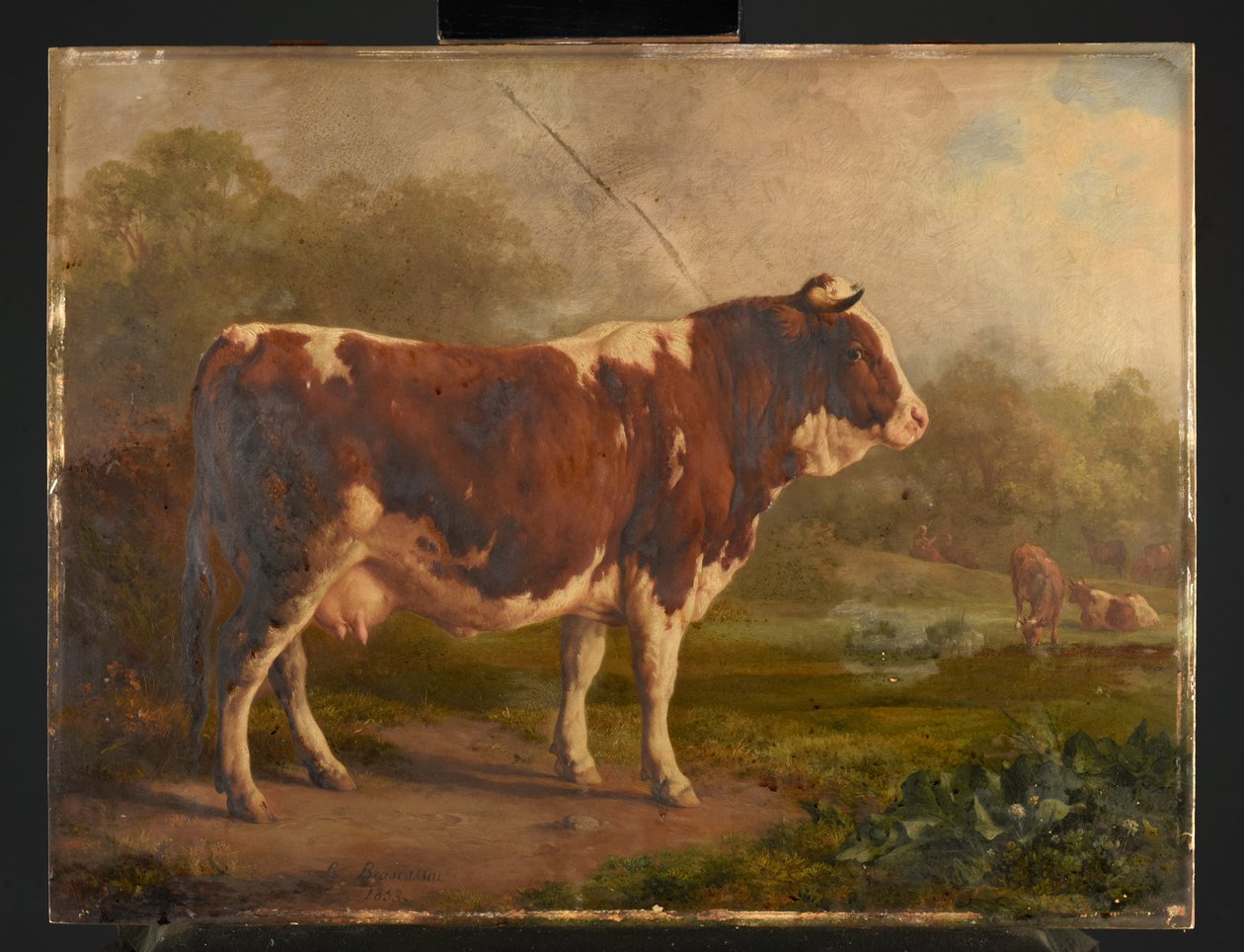 Mucca bianca e rossa da Jacques Raymond Brascassat