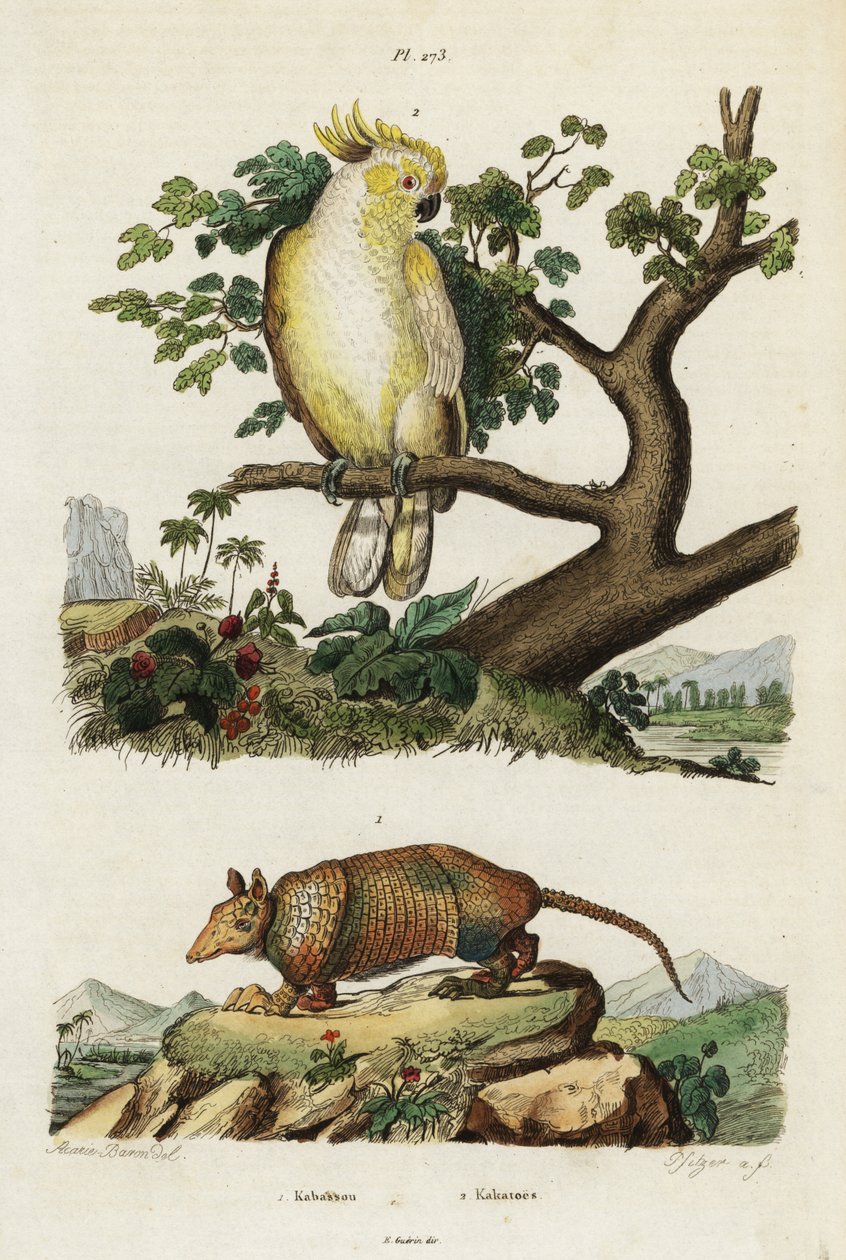 Cacatua crestato giallo e armadillo da Jacques Reyne Isidore Acarie Baron