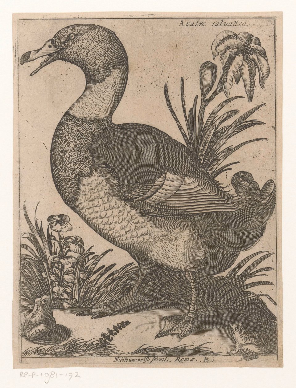 Anatra da Jacques de Fornazeris